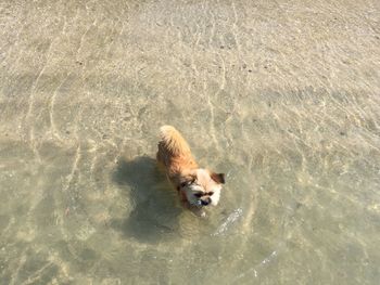 High angle view of dog swimming in water