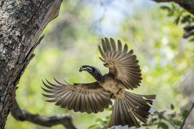 Low angle view of bird flying