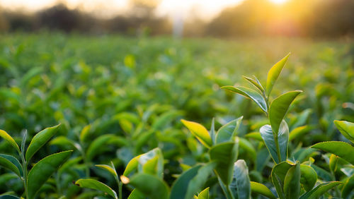 Close-up of crops growing on field