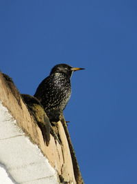 Low angle view of bird perching against clear blue sky