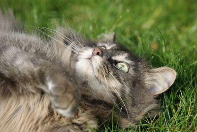 Close-up portrait of a cat on field