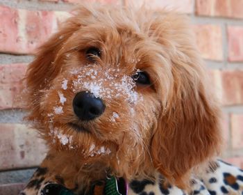 Close-up of snow on goldendoodle puppy