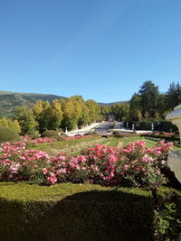 Flowers growing on landscape against clear sky