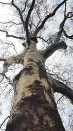 Low angle view of bare tree against sky