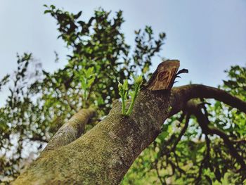 Low angle view of a tree