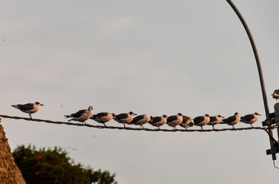 Low angle view of bird perched against clear sky