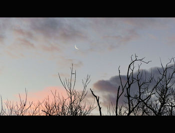 Bare trees at sunset