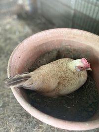 High angle view of a bird