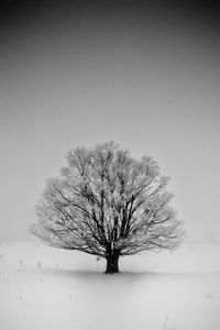 Bare tree on landscape against clear sky
