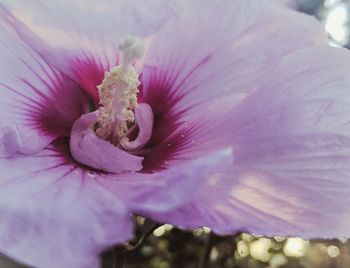 Close-up of pink flowering plant