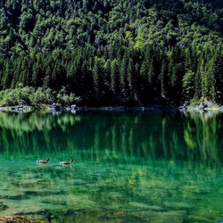 Scenic view of lake in forest