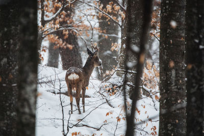 View of deer on snow covered land