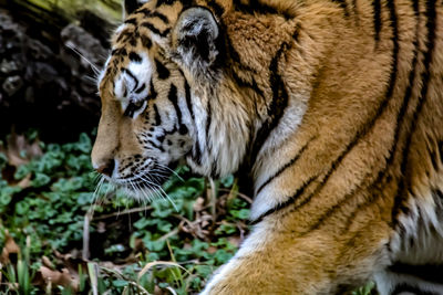 Close-up of a tiger