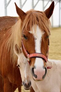 Close-up portrait of horse