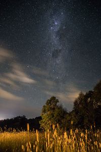 Trees on field against sky at night