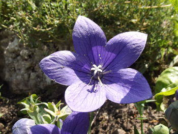 Close-up of purple flower