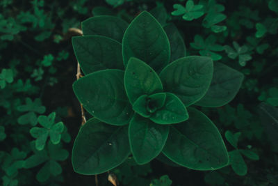 Close-up of green leaves