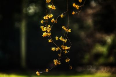 Close-up of yellow flower