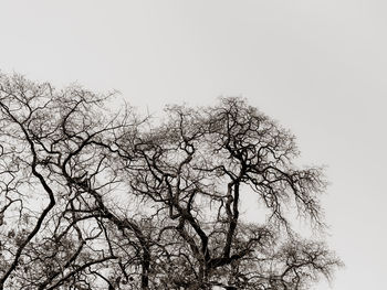 Low angle view of bare tree against clear sky