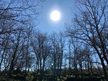 Low angle view of bare trees against sky