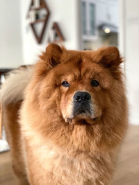 Close-up portrait of a dog at home