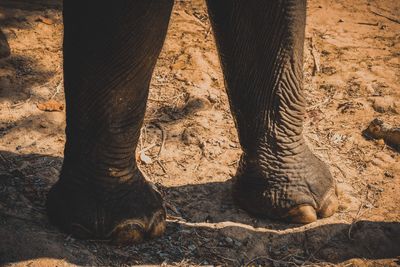 Low section of elephant standing on land