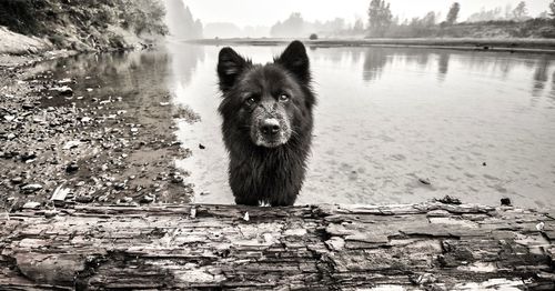 Portrait of dog on lake