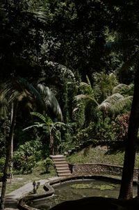 Trees in park