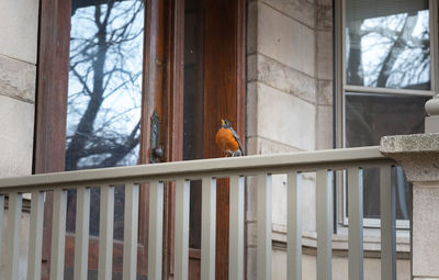 Low angle view of bird on window