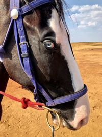 Close-up of a horse