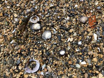 High angle view of shells on beach