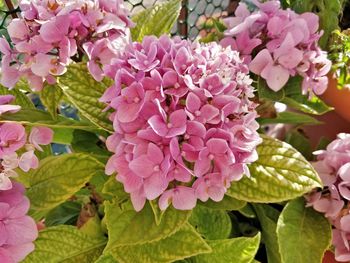 Close-up of pink flowering plant