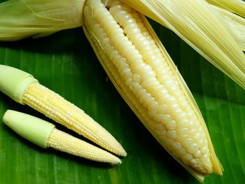 Close-up of corn