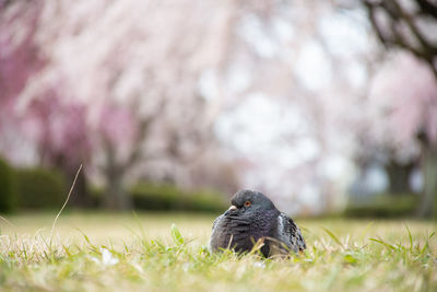 Close-up of a bird perching on a field