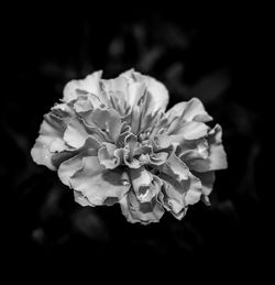 Close-up of pink flowers blooming outdoors