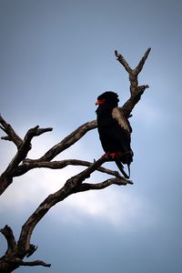 Low angle view of bird perching on branch against sky