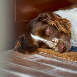 Close-up of dog lying on floor