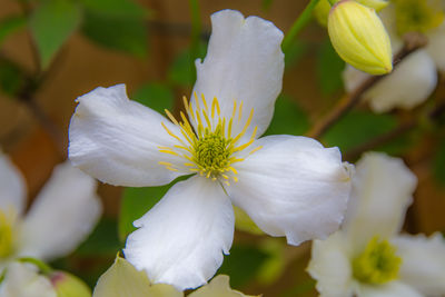 Close-up of white flowering plant