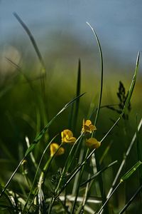 Yellow flowers  in  field 