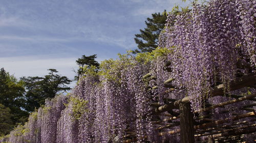 Fresh purple flowering plants against sky