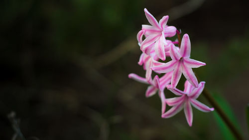 Close-up of pink rose flower