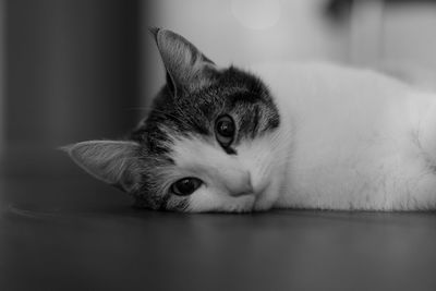 Close-up portrait of a cat