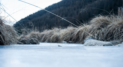 Snow on trees during winter