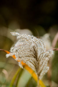 Close-up of white flowering plant