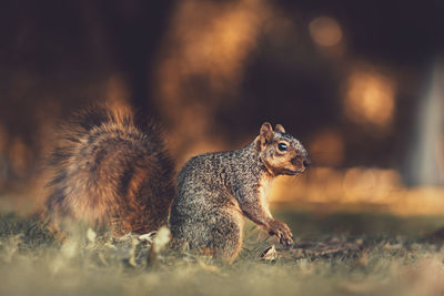 Close-up of squirrel on rock