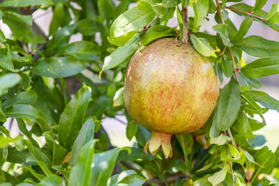 Close up pomegranates on tree banches in green nature.