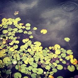 High angle view of water lily in pond