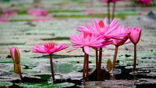 Close-up of pink water lily in lake