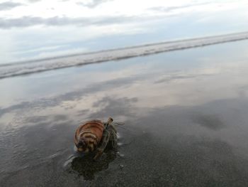 Close-up of hermit crab on shore at beach