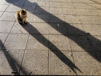 High angle view of dog shadow on street